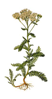 Medicinal Herbs for better health and healing.